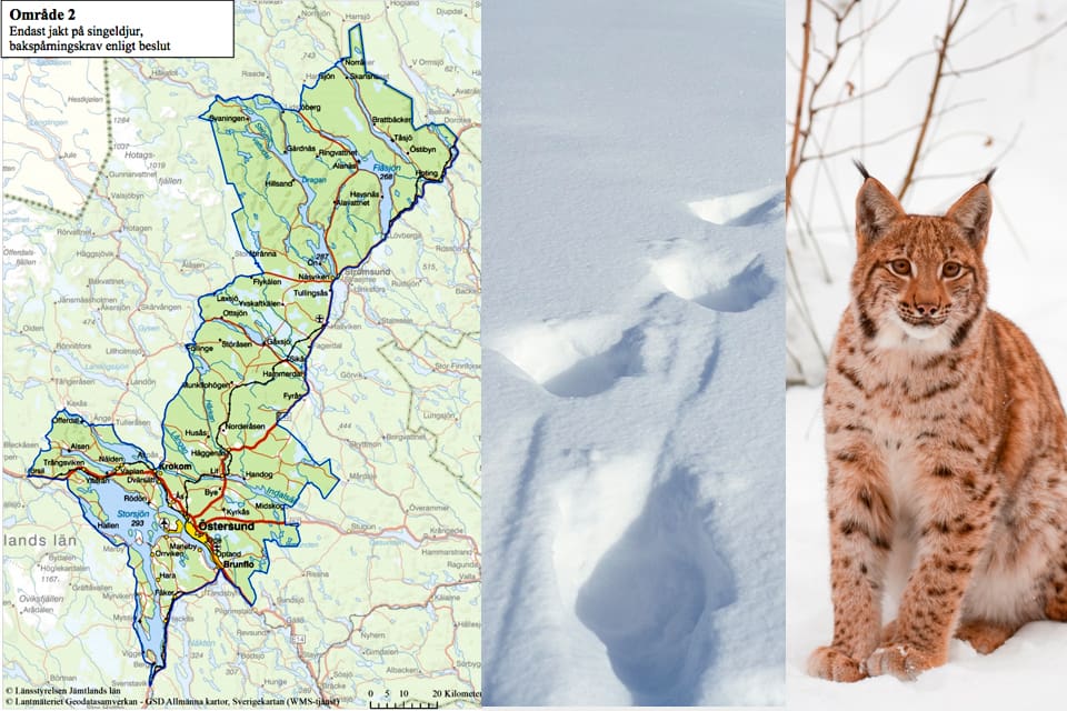 I område två i Jämtland får endast fem ensamma lodjur, som först bakspårats, fällas. Totalt blir det licensjakt på 23 lodjur i år i Jämtland. Det var 15 förra året.