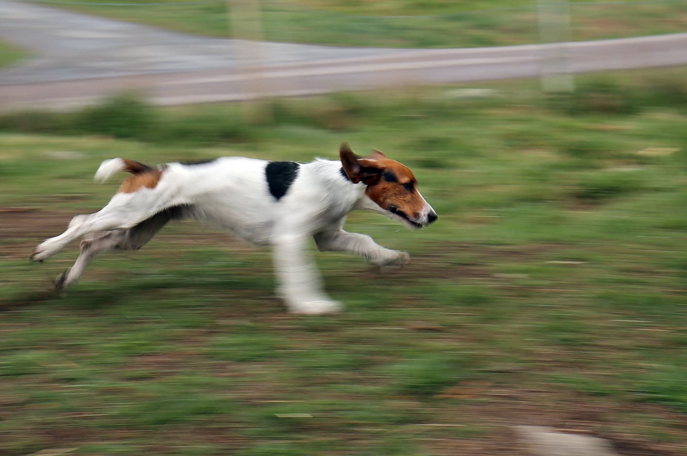 Jack russell/basettblandningen Buster har den största jaktlust Mikael Moilanen sett hos någon av sina hundar.