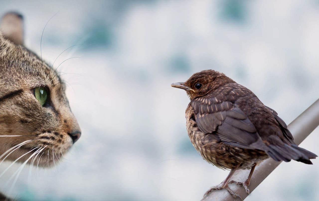 Våra tamkatter tar cirka tio miljoner fåglar årligen.