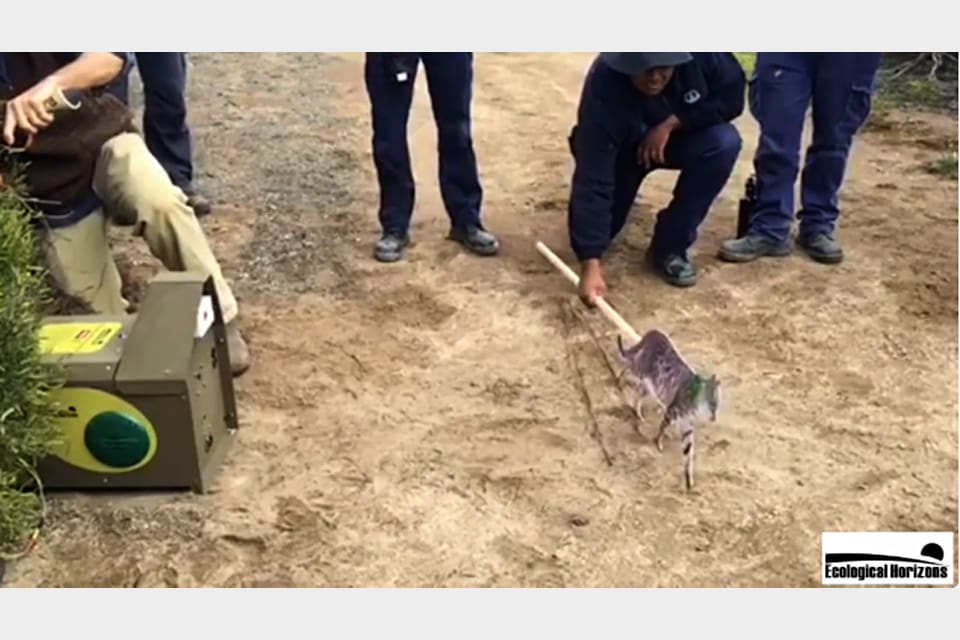 När en vildkatt passerar kommer en dusch med dödligt gift från ”jaktroboten” Felixer cat trap.