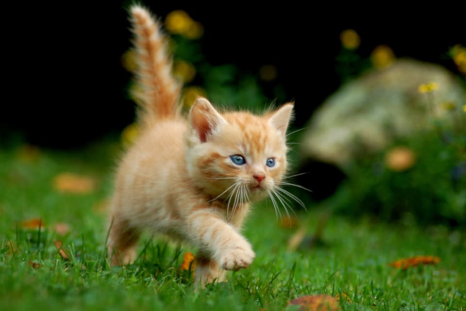 Nästan vartannat hushåll på Nya Zeeland äger minst en katt.