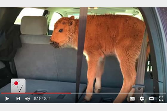 Två turister "räddade” en bisonkalv, men ”räddningen” blev kalvens död.
