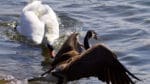 Knölsvanen på Karlsö har tagit livet av ett stort antal ejderungar. På bilden attackerar en knölsvan en kanadagås.