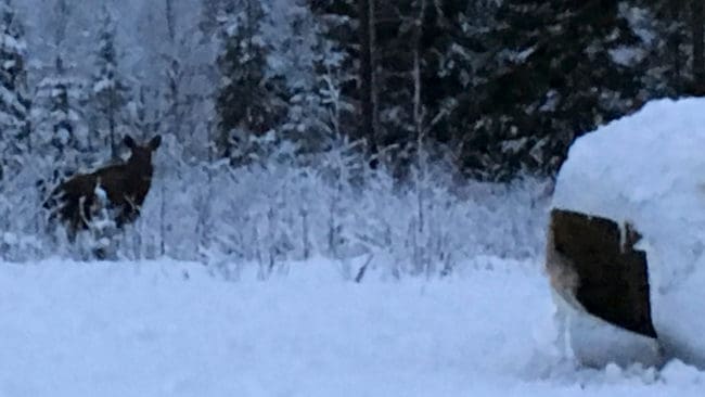 En älgko med en kalv i bakgrunden står och funderar om hon ska våga sig fram till en ensilageboll i skymningsmörkret. När det är uppåt meterhöga snödjup börjar viltet få det riktigt svårt att överleva.