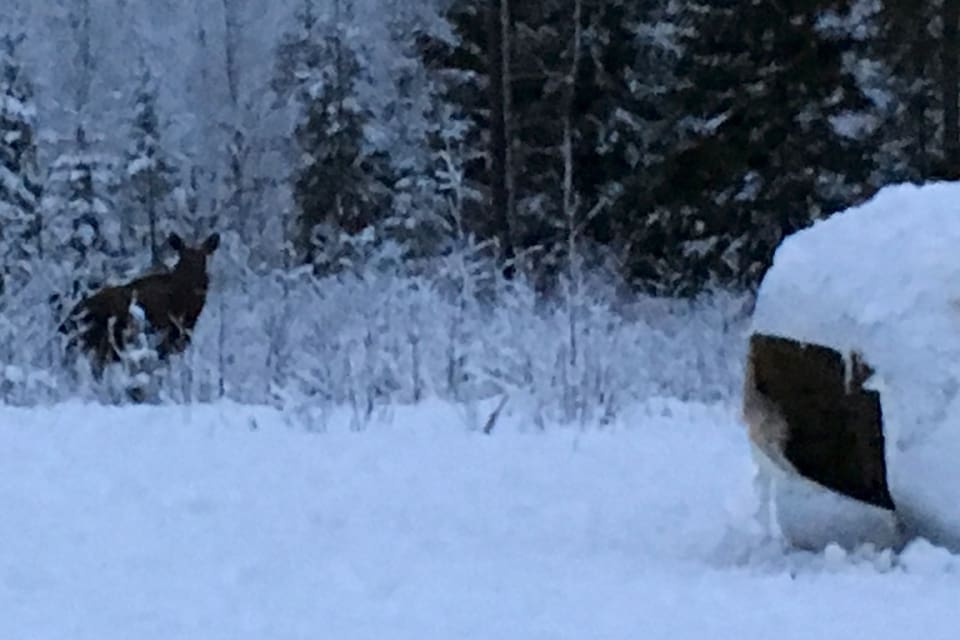 En älgko med en kalv i bakgrunden står och funderar om hon ska våga sig fram till en ensilageboll i skymningsmörkret. När det är uppåt meterhöga snödjup börjar viltet få det riktigt svårt att överleva.