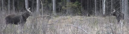 Ägglest i Orsa kommun. Arbetsgruppen ”Rädda älgen” föreslår att tilldelningen endast blir 0,5 vuxna älgar och 0,5 kalvar per tusen hektar.
