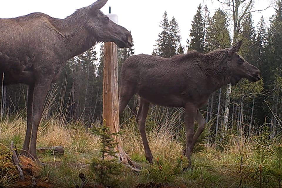 Här filmas en älgko med kalv vid en saltsten när de utsätts för olika skrämselljud. Det är ett projekt för att få bort klövvilt från övergångsställen på järnvägsspår när tåget kommer.
