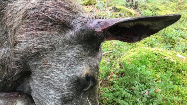 Den tioåriga älgkon som sköts under jakt i Arjeplog hade CWD, enligt Statens veterinärmedicinska anstalt, SVA. Men för att veta om det är en smittsam variant av CWD krävs prover från många fler älghuvuden. (Arkivbild)