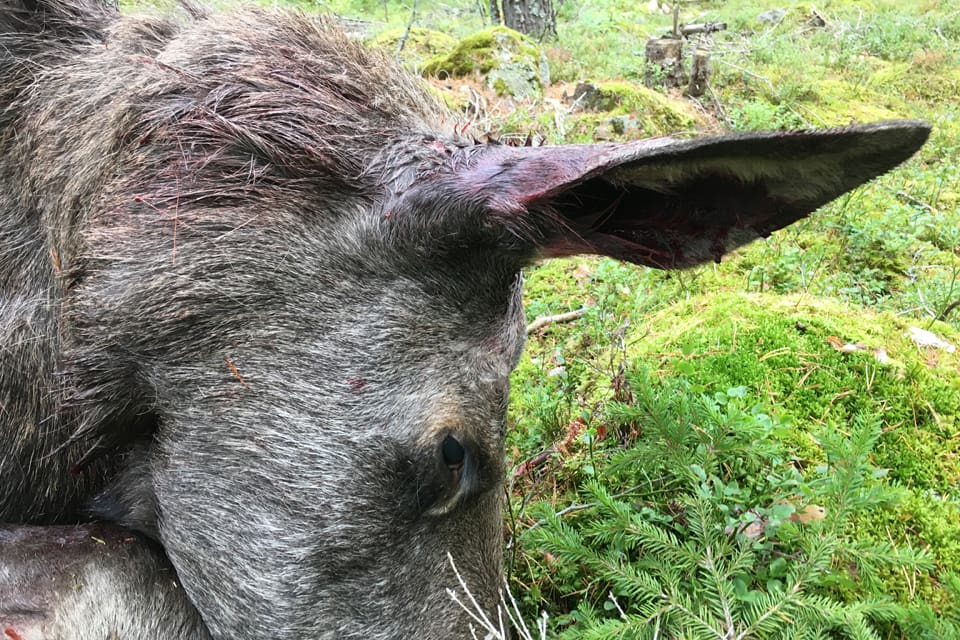 Den tioåriga älgkon som sköts under jakt i Arjeplog hade CWD, enligt Statens veterinärmedicinska anstalt, SVA. Men för att veta om det är en smittsam variant av CWD krävs prover från många fler älghuvuden. (Arkivbild)