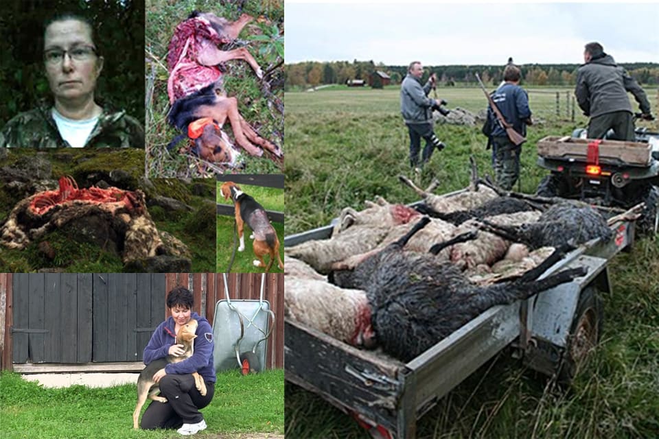 Vargdrabbade djurägare, som Jakt & Jägare talat med, gillar förslagen om utökad skyddsjakt på varg. Men de är misstänksamma mot regeringens verkliga avsikter med utspelet.