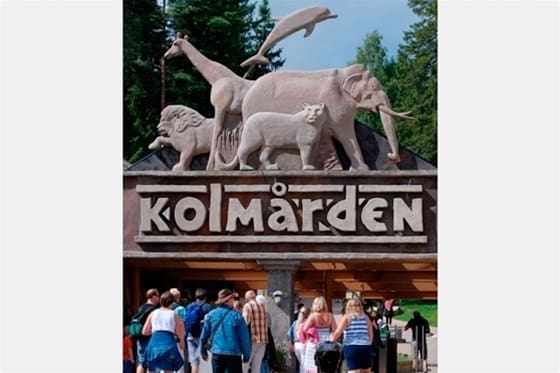 Den tidigare zoologiske chefen för Kolmårdens djurpark, Mats Höggren, som står åtalad för arbetsmiljöbrott i samband med dödsolyckan i varghägnet förklarar för rätten att han alltid litat på vargarna i hägnet.