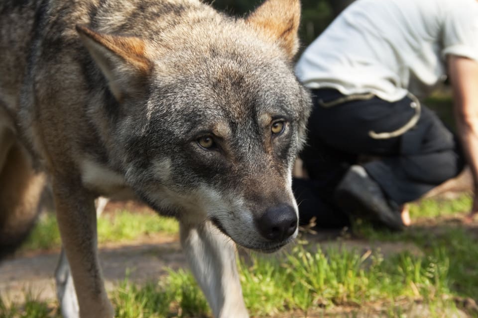 Sedan i höstas finns det inte längre några vargar i hägnet på Kolmårdens djurpark.