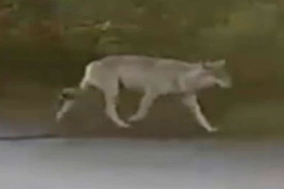 Trots att vargen i Kolsva både fotograferades och filmades flera gånger hade skyddsjägarna som länsstyrelsen anlitade svårare att få korn på vargen.