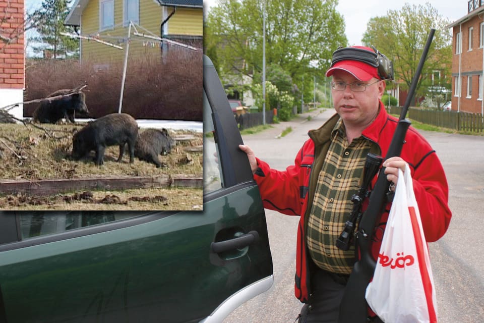 Enhetlig klädsel, utbildning, försäkring och ersättning saknas för kommunjägarna, som rycker ut och tar hand om vildsvin och annat problemvilt inne i tätorter. Nu ska det skärskådas vad som behöver göras för att samordna kommunjägarna.