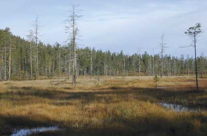 Koppångens naturreservat består till största delen av myrar med holmar av gammal skog med granar och tallar i fjällnära skogar.