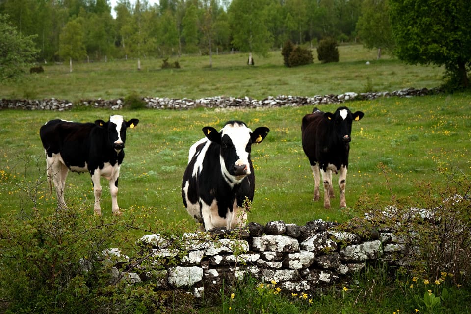 Boskapsdjur på västra Jylland, där det finns varg, blir allt svårare och farligare att hantera.