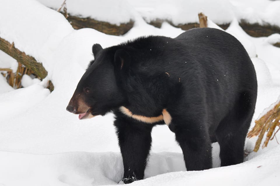 Kragbjörnarna skulle få möta björnhundar utan att det finns ett stängsel mellan dem i hägnet för hundträning i Klösbo utanför Ljusdal. Men Naturvårdsverket säger nej till planerna eftersom kragbjörnar är en främmande art i Sverige.