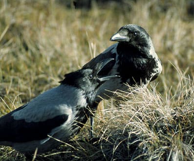 Inte bara sjöfågel berörs av fågelinfluensan. Även kråkor, som är asätare, kan bli smittbärare om flyttfåglar för in H5N1-viruset till Sverige.