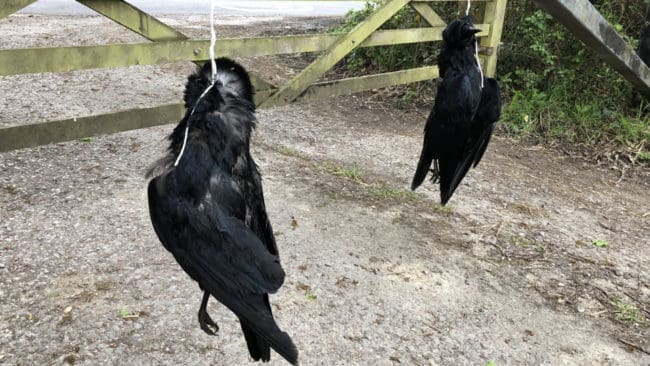 Döda kråkor har hängts på BBC-profilen Chris Packhams grind, sedan han bildade naturrättsorganisationen Wild Justice som har fått Natural England att agera ogenomtänkt.