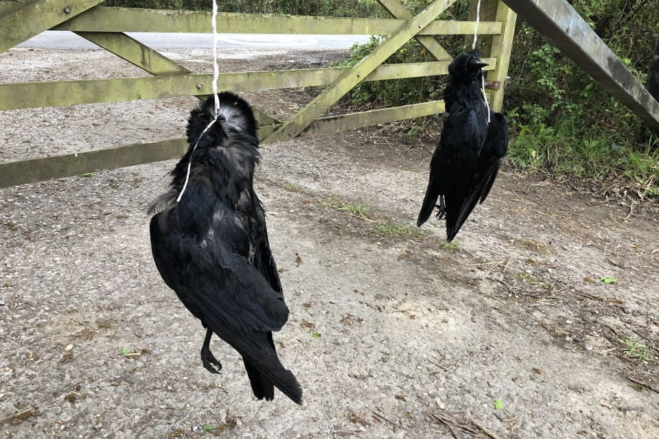 Döda kråkor har hängts på BBC-profilen Chris Packhams grind, sedan han bildade naturrättsorganisationen Wild Justice som har fått Natural England att agera ogenomtänkt.