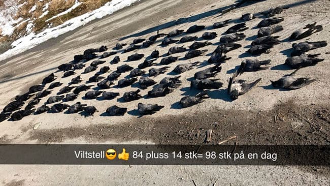 98 kråkor och kajor fällda på en dag. Den 27-årige norske jägaren Andreas har tjänat över 60 000 norska kronor på skottpengar för kråkor genom åren och nu hatas han på sociala medier för sina viltvårdsinsatser.