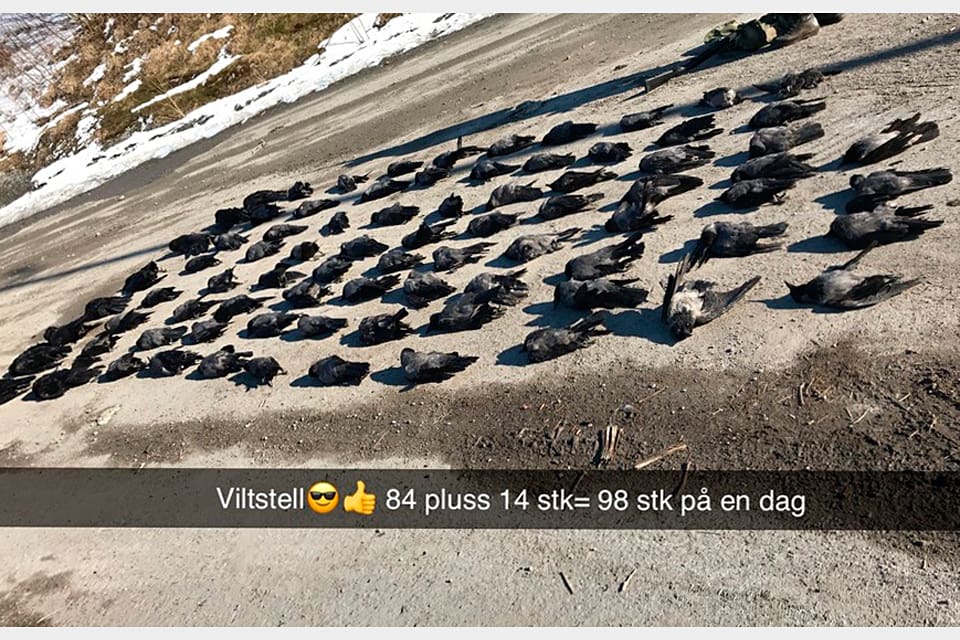 98 kråkor och kajor fällda på en dag. Den 27-årige norske jägaren Andreas har tjänat över 60 000 norska kronor på skottpengar för kråkor genom åren och nu hatas han på sociala medier för sina viltvårdsinsatser.