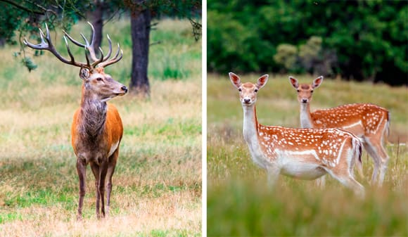 Kron- och dovhjort inneb&auml;r konkurrens om f&ouml;dan f&ouml;r &auml;lgar. Det kan vara orsaken till att s&ouml;rml&auml;ndska &auml;lgkalvar inte v&auml;xer som de ska.