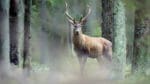 Skogsstyrelsen har besiktat skadorna och utesluter inte att skogsägaren kan fortsätta att drabbas av viltskador.