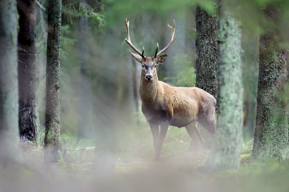 Skogsstyrelsen har besiktat skadorna och utesluter inte att skogsägaren kan fortsätta att drabbas av viltskador.