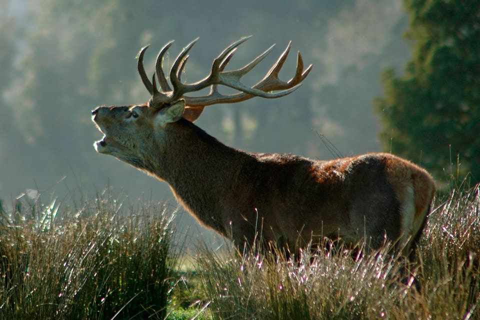 Jägare på Nya Zeeland vill kunna gå ut och jaga bland annat kronhjort, men regeringen kommer troligen att ha kvar jaktförbudet även när coronareglerna mildras.