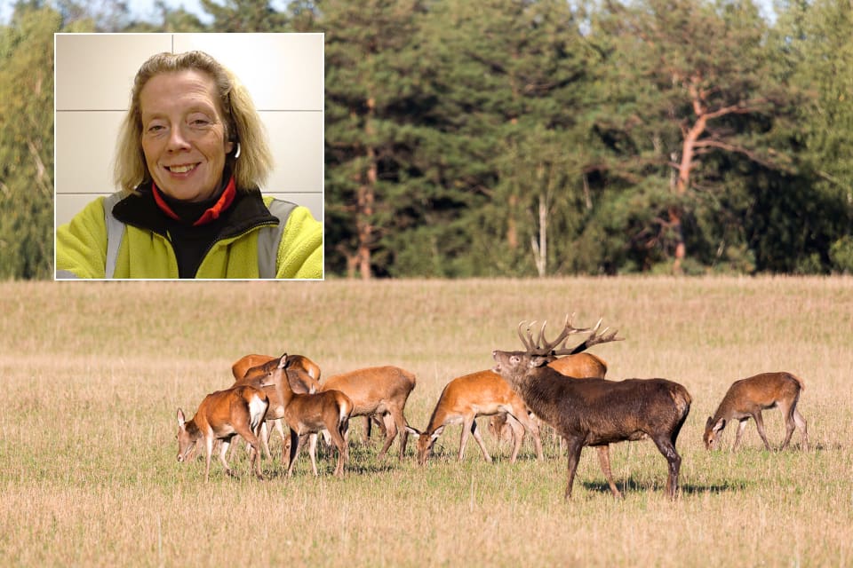 Rosita Ohlsson, ordförande i Jägarnas Riksförbund Kalmar län, tror att kronviltet har tagit sig till Öland på egen hand.