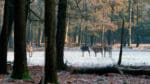 Kronvilt som härjar bland ensilagebalar ska skrämmas bort när de är i närheten av en hjort som skjuts under skyddsjakt.
