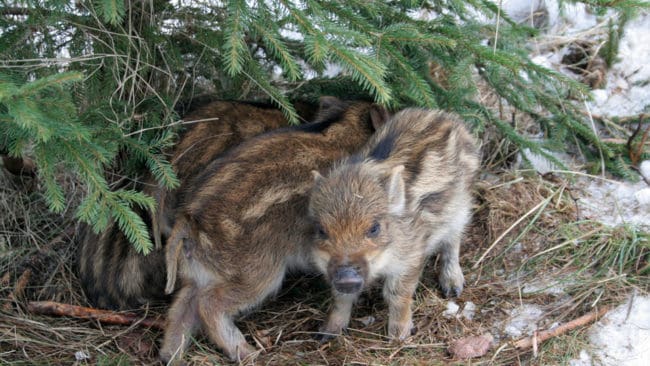 Jägarna i Fagersta har tvingats skjuta randiga småkultingar för att skrämma bort suggan från omgivningarna nära Fagersta. (Arkivbild)