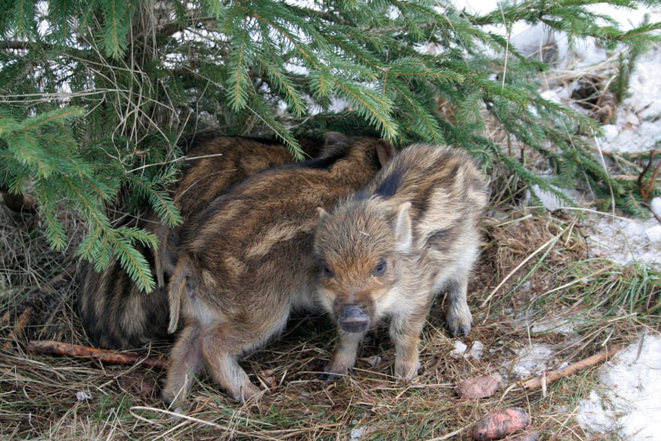 Jägarna i Fagersta har tvingats skjuta randiga småkultingar för att skrämma bort suggan från omgivningarna nära Fagersta. (Arkivbild)
