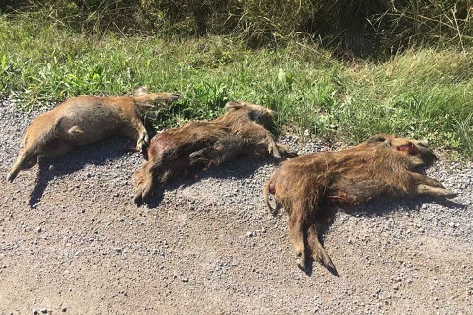 Döda kultingar efter en viltolycka som inte anmäldes av föraren. Årets omgång av Nationella Viltolycksrådets kampanj mot viltolyckor gäller bland annat att upplysa utländska yrkeschaufförer att det kan ge böter att inte anmäla till exempel påkörda vildsvin.