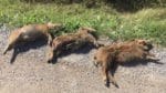Gnestabon och jägaren Marcus Josefsson avlivade två svårt skadade suggor och hittade fem döda kultingar sedan föraren inte anmält massakern vid en viltolycka i Björnlunda i Södermanland. Suggorna kan ha lidit i cirka tolv timmar, tror han.