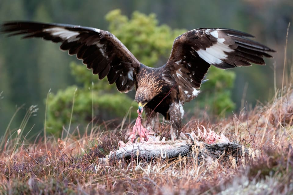 Cirka hälften av reviren är besatta och det ser ut att bli ett starkt tillväxtår för Sveriges kungsörnar med fler lyckade häckningar.