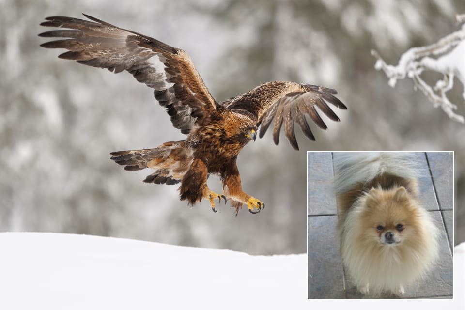 Pomeranian Kim dog direkt då kungsörnen attackerade honom.