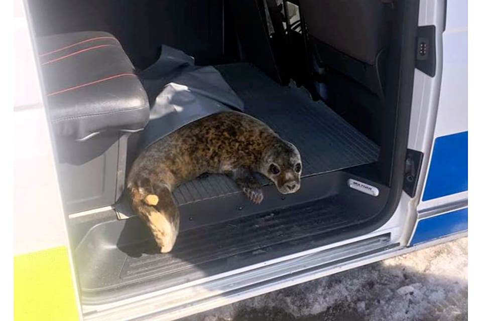 Kuten som upptäcktes vid E4:an i Jävre, i den södra delen av Piteå kommun, kördes i en polisbil till öppet vatten i Pitsund.