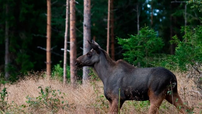 En jägare är misstänkt för jaktbrott. Den nattliga vakjakten på vildsvin i Karlsborgstrakten slutade med att en älgkviga sköts. (Arkivbild)