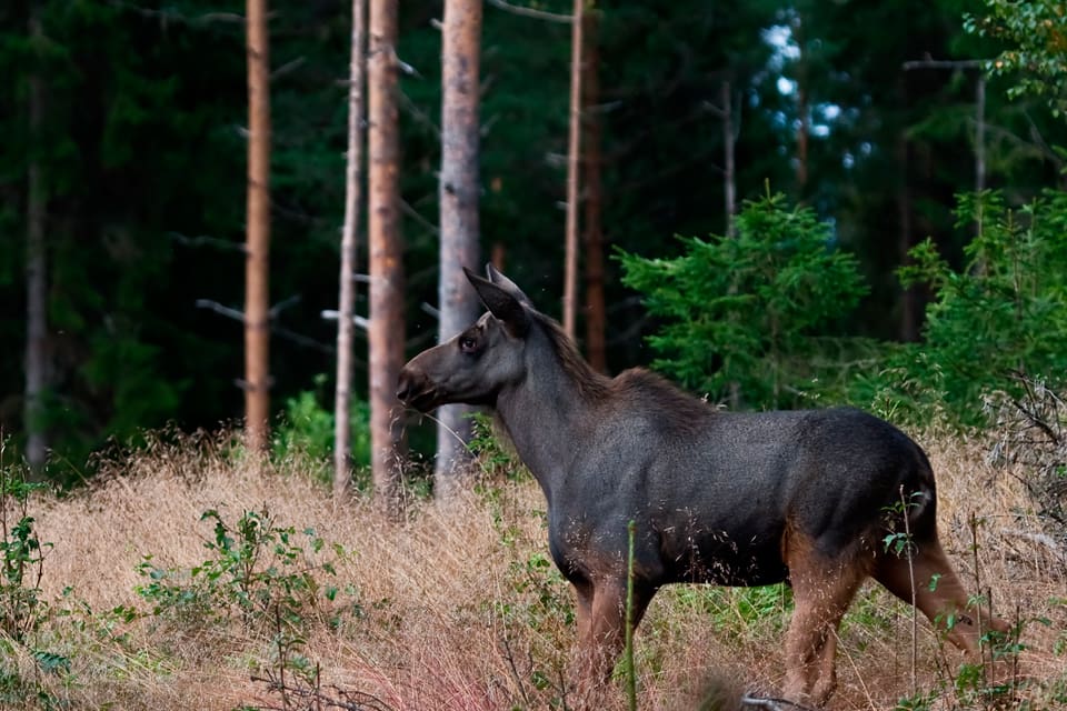 En jägare är misstänkt för jaktbrott. Den nattliga vakjakten på vildsvin i Karlsborgstrakten slutade med att en älgkviga sköts. (Arkivbild)