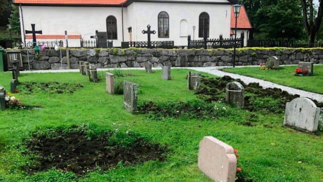 Vid Vårdinge kyrka i Södertälje kommun har vildsvinen skövlat på kyrkogården. Elstängsel har satts upp för att stoppa härjningarna. I Norrtälje kommun är i sin tur potatisodlare och villaägare hårt drabbade av vildsvin.
