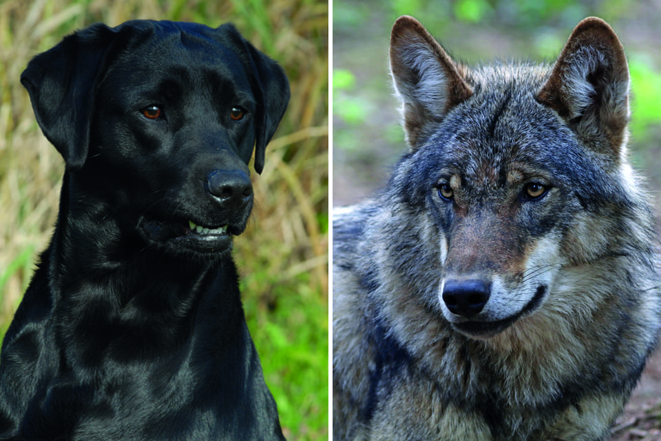 Norska hundar ska utbildas i att spåra varg. Knut Røise Olsen ska hålla i utbildningen, och just nu håller han på att lära upp en labradorvalp. (Arkivbild)