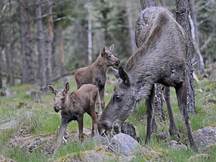 Älgstammen runt Orsa har kraschat, främst på grund av predationen från björn och varg. En speciell kommitté ska nu jobba med hur älgstammen ska räddas. Mycket pekar på att det blir inställd älgjakt i höst.