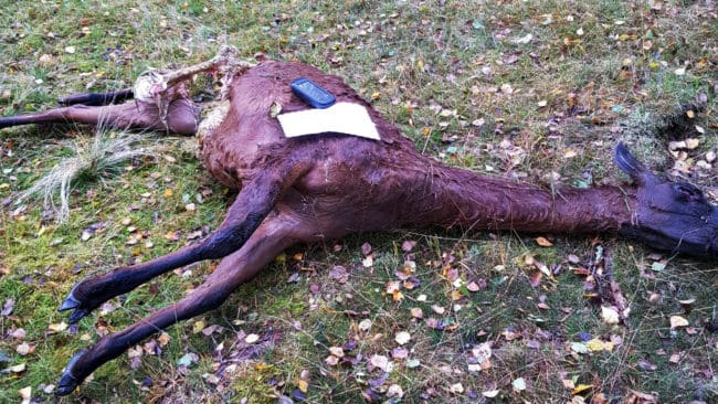 Länsstyrelsen bedömer att det dräktiga lamastoet har dödats av lodjur.