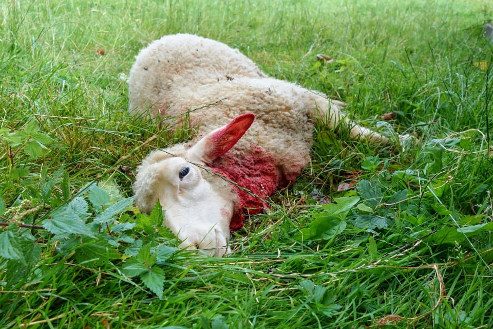 Tre rovdjursangrepp mot får har ägt rum i Västra Götaland den här veckan, två vargangrepp och ett lodjursangrepp. (arkivbild)