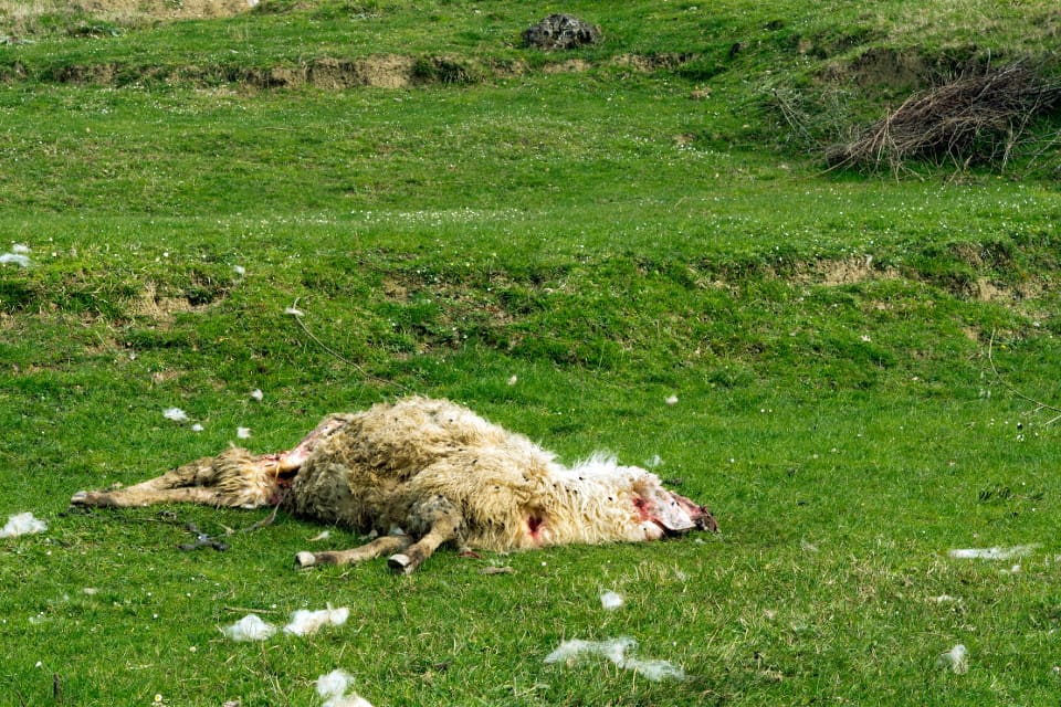 Sju lamm dog i samband med rovdjursangrepp i Västra Götaland natten mellan onsdag och torsdag. (arkivbild)