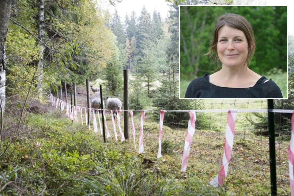 Ann Eklund på institutionen för ekologi, SLU, är en av de fyra huvudförfattarna som har gjort granskningen.