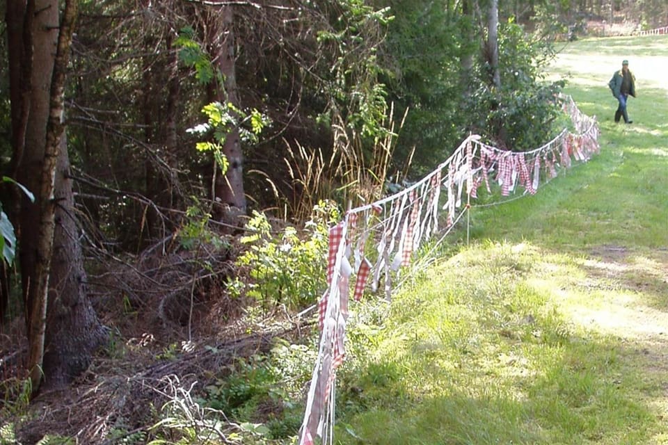 Den angripna tackans ägare tar nu in sina djur nattetid och har satt upp lapptyg runt fårhagen. (arkivbild)