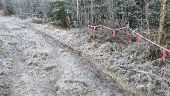 Två gånger har jakten på varghannen i Borlänge saboterats när uppspända linor med lapptyg skurits sönder.